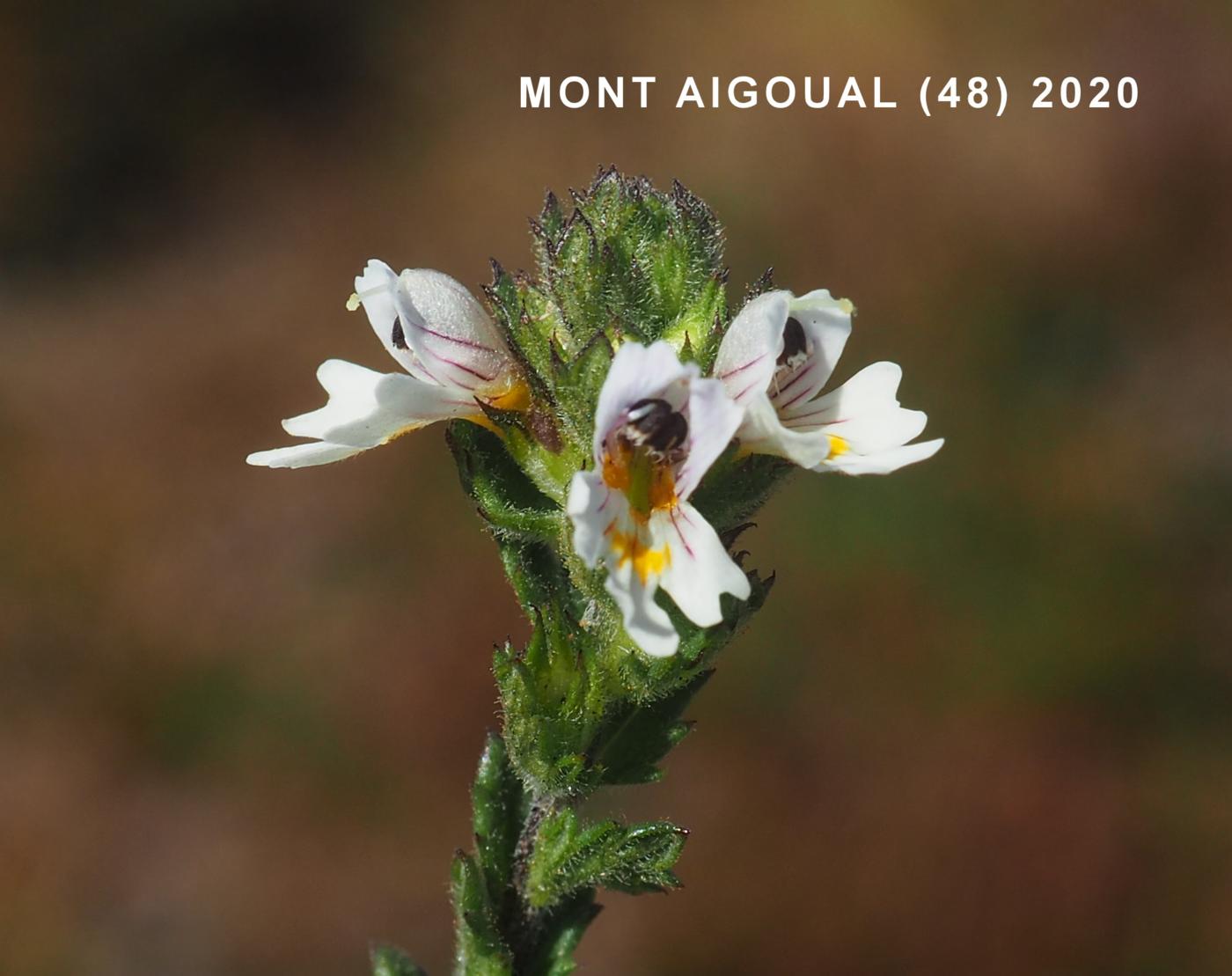 Eyebright, (Stiff) flower